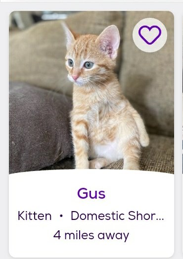 thread of cats i found on petfinder w cute and funny names;