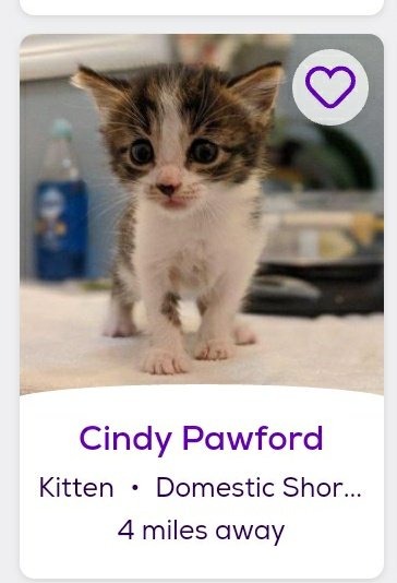 thread of cats i found on petfinder w cute and funny names;