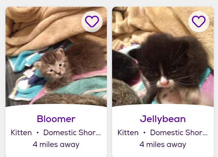 thread of cats i found on petfinder w cute and funny names;