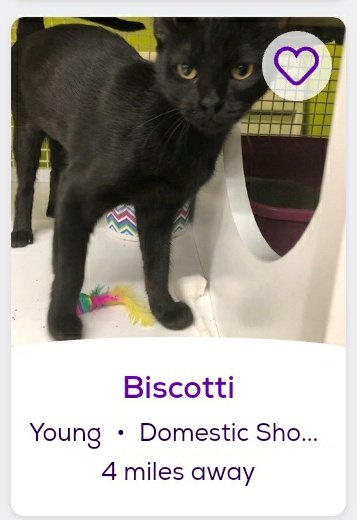 thread of cats i found on petfinder w cute and funny names;