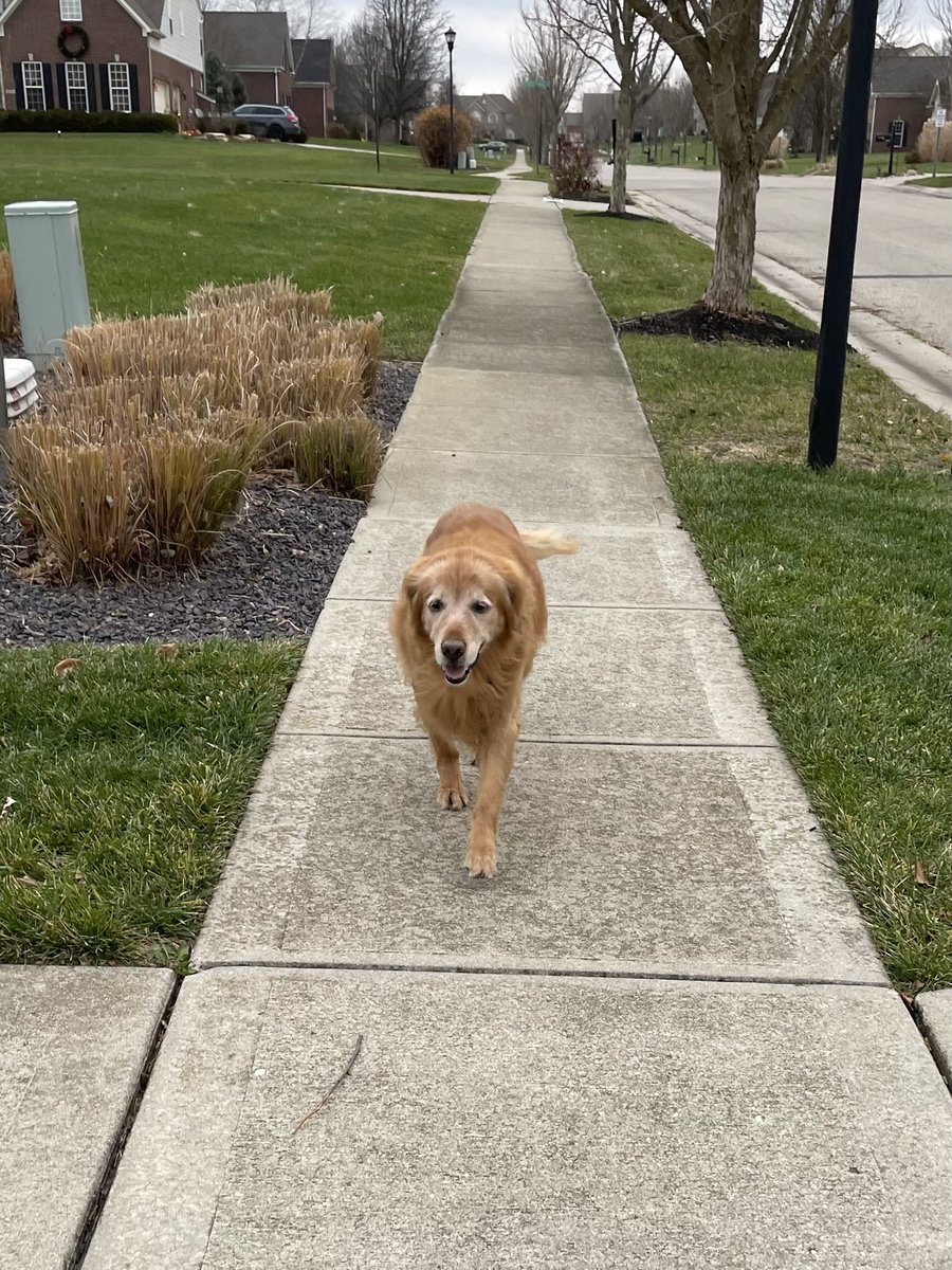 TourdeShadow's tweet image. Another day of leash-less walking! The cold weather seems to have sent all my friends back inside. But I am loving the cooler temps! Seems to help my joints more actually. #Shadtastic #beastmode #oldman #snowowl