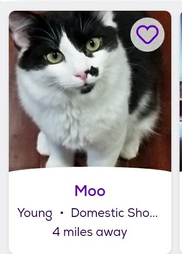 thread of cats i found on petfinder w cute and funny names;