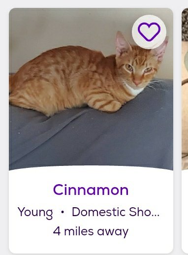 thread of cats i found on petfinder w cute and funny names;