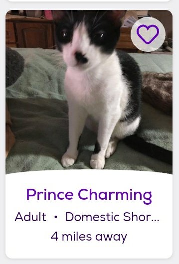 thread of cats i found on petfinder w cute and funny names;