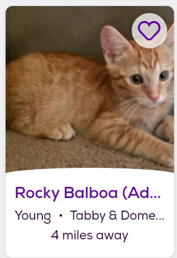 thread of cats i found on petfinder w cute and funny names;