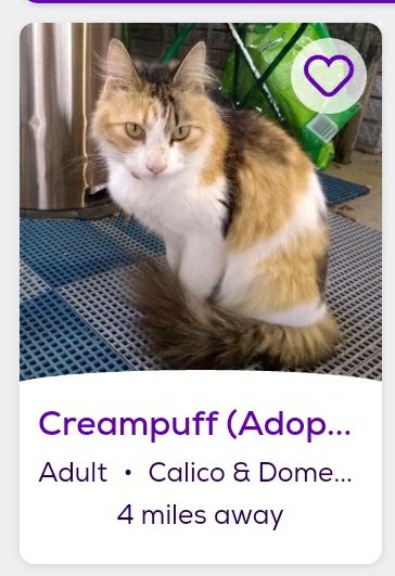 thread of cats i found on petfinder w cute and funny names;