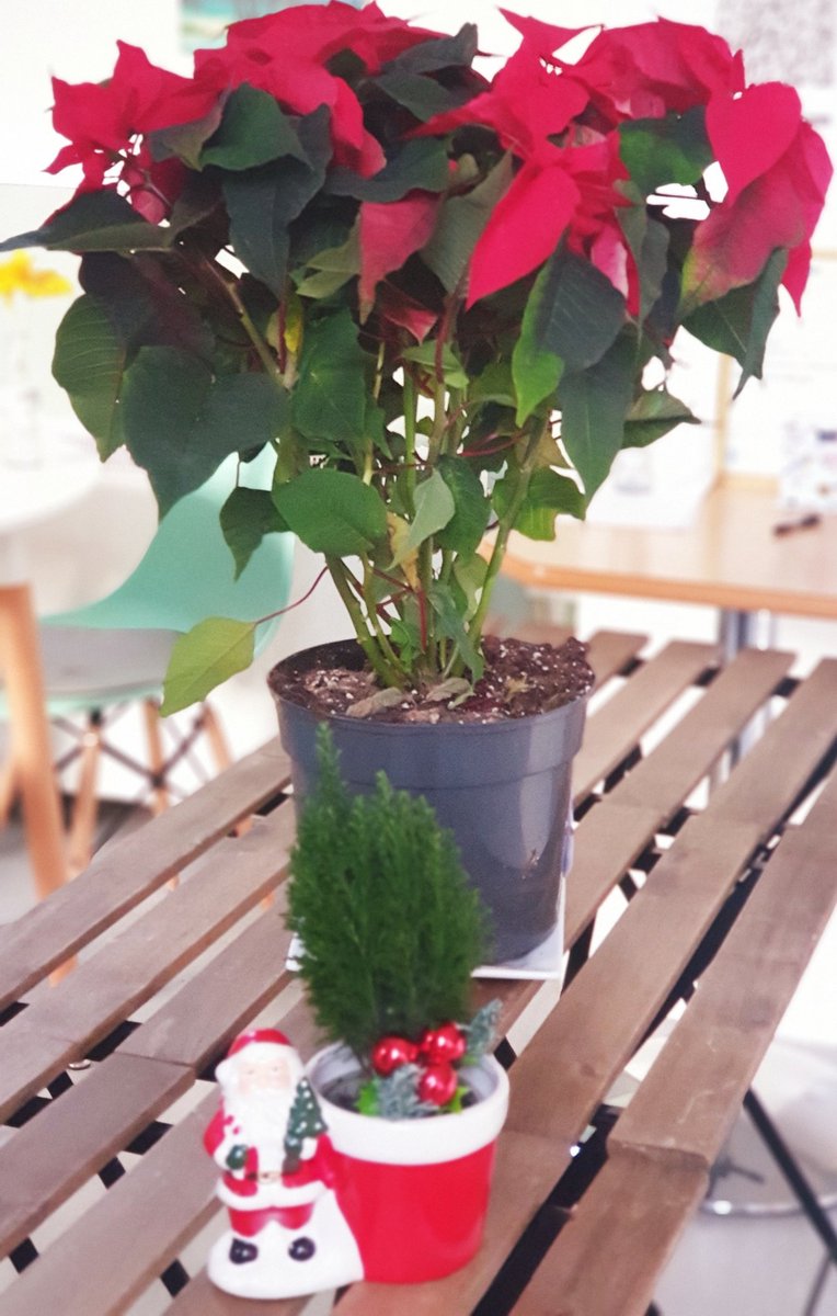 😲 A giant poinsettia 🪴vs tiny Santa 🎅. Our money's on Santa. He's been keeping us safe in exchange for  our delicious warm mince pies 🥧. If you'd like to help him out we're open for takeaway drinks and sweet treats Mon to Fri 10am - 2pm 😉 #LoveHull #helpsanta #christmas