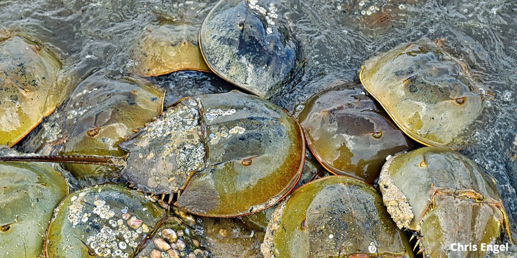 SeaGrant's tweet photo. #BestofSeaGrant @SeaGrantNC’s award winning article, Blood Draw at the Horseshoe Corral, explores the importance of #horseshoecrab blood in testing the safety of injectable medicines &amp; how #aquaculture could be key to future production of horseshoe crabs: https://t.co/4jLkSLokZs https://t.co/Jez4aPOlyl