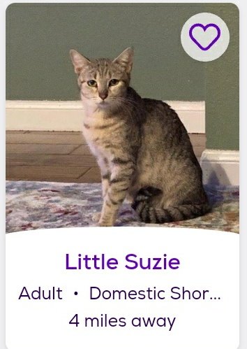 thread of cats i found on petfinder w cute and funny names;