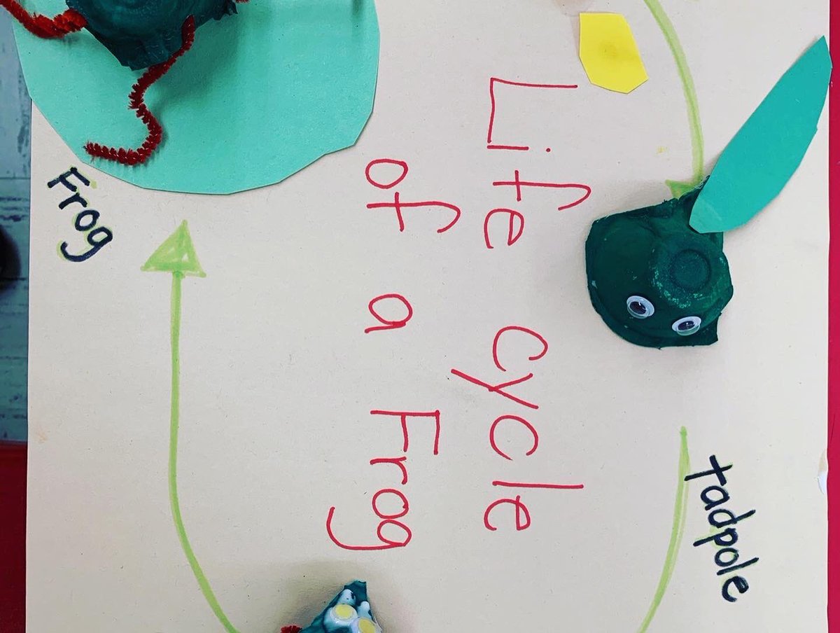 LenoraBSmithES's tweet photo. Pre-K learning about a frogs life cycle! 🤩🤩🤩 #lbs #educatedgators #mdcps @MDCPS https://t.co/yZ3vX20zQl