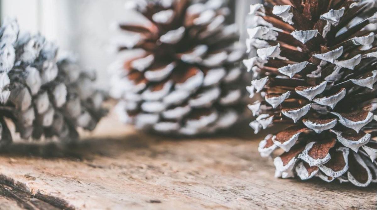 UniofStaffs's tweet photo. As we move into winter, it can be a lonely and challenging time for many people. With this in mind, the Start to Success Team have put together a quick guide on staying mentally well over Christmas - https://t.co/paxT3sk4gV https://t.co/PMqnj6Fmko