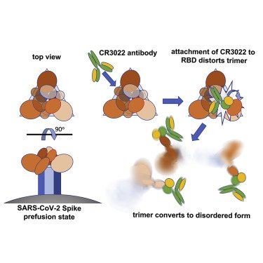 Our #CryoEM c-flats were used by Huo et. al. hubs.ly/H0Bfj-R0

The paper published in Cell focuses on the destruction of the SARS-CoV-2 spike protein to neutralise the virus.  Read more here: hubs.ly/H0Bfj-S0