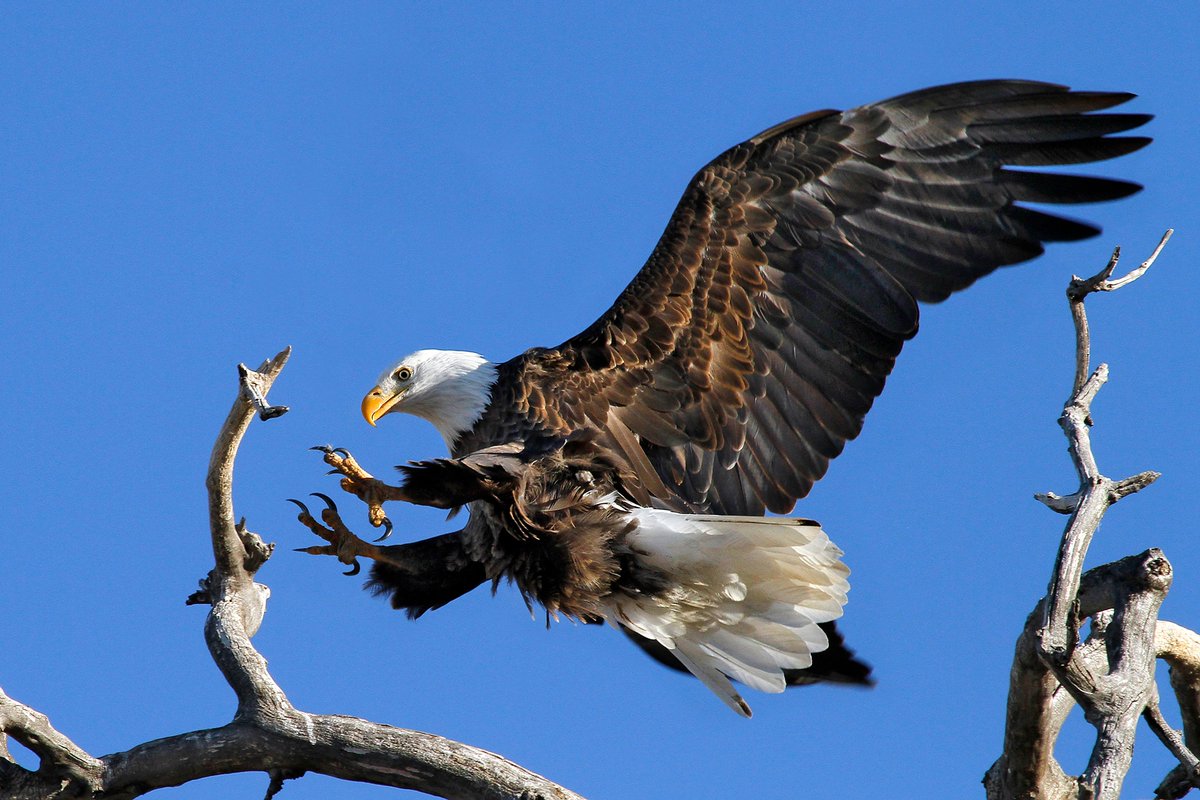 COParksWildlife tweet picture