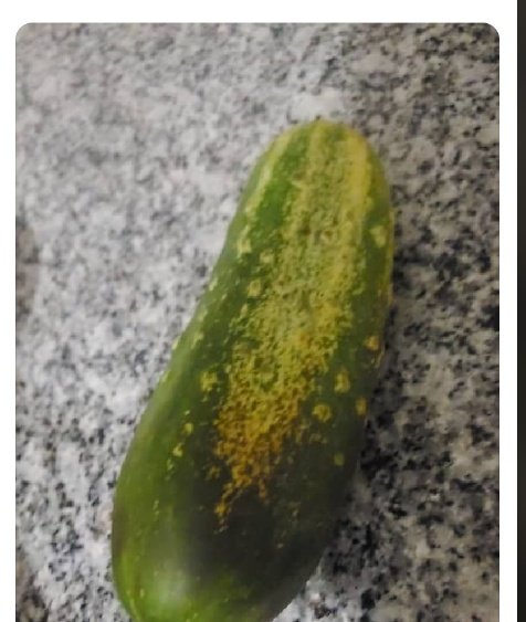 The kukumber that took <a href="/Omah_Lay/">Omah Lay</a> to prison😂😂😂😂😂
#FreeTems #FreeOmahLay