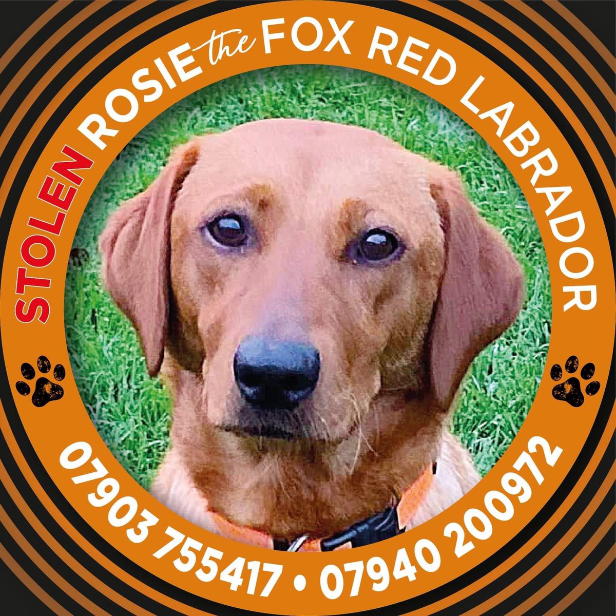 Chipcheckchops's tweet image. #STOLEN #Labrador #Swinton #Manchester 
Please RT for Rosie 🧡
doglost.co.uk/dog-blog.php?d… @lusardiofficial @TheMalonesGB @TheBugzyMalone @PerezHilton @RuthieeL @clbleakley