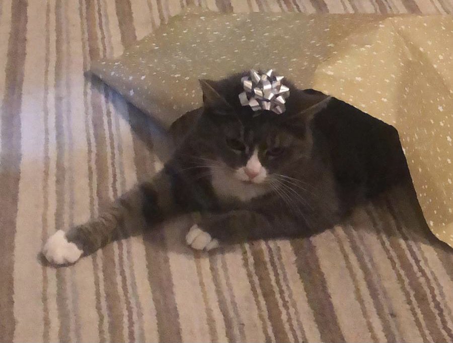 Slightly delayed:
Day 2/7 I've been nominated by the inspirational <a href="/sarahwilsonOT/">Sarah Wilson 🌺</a> to share a picture for 7 days to demonstrate my daily life (no people). Today I nominate the fantastic <a href="/sophie_richesTA/">Sophie Riches</a> to join in