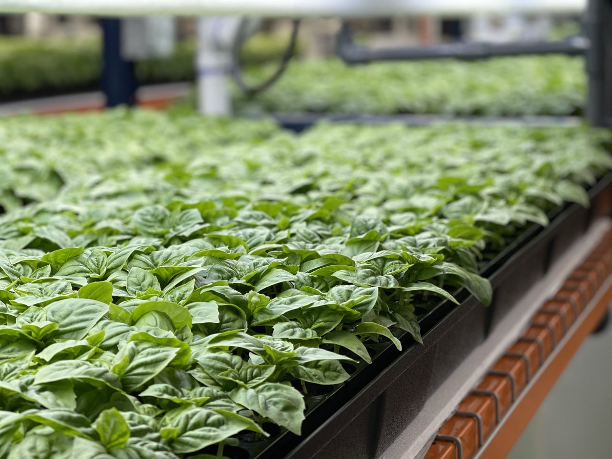 A view of some of our beautiful basil growing in our vertical farming system in Houston. We grow more food per square foot per year than pretty much anyone 😍 #sustainability