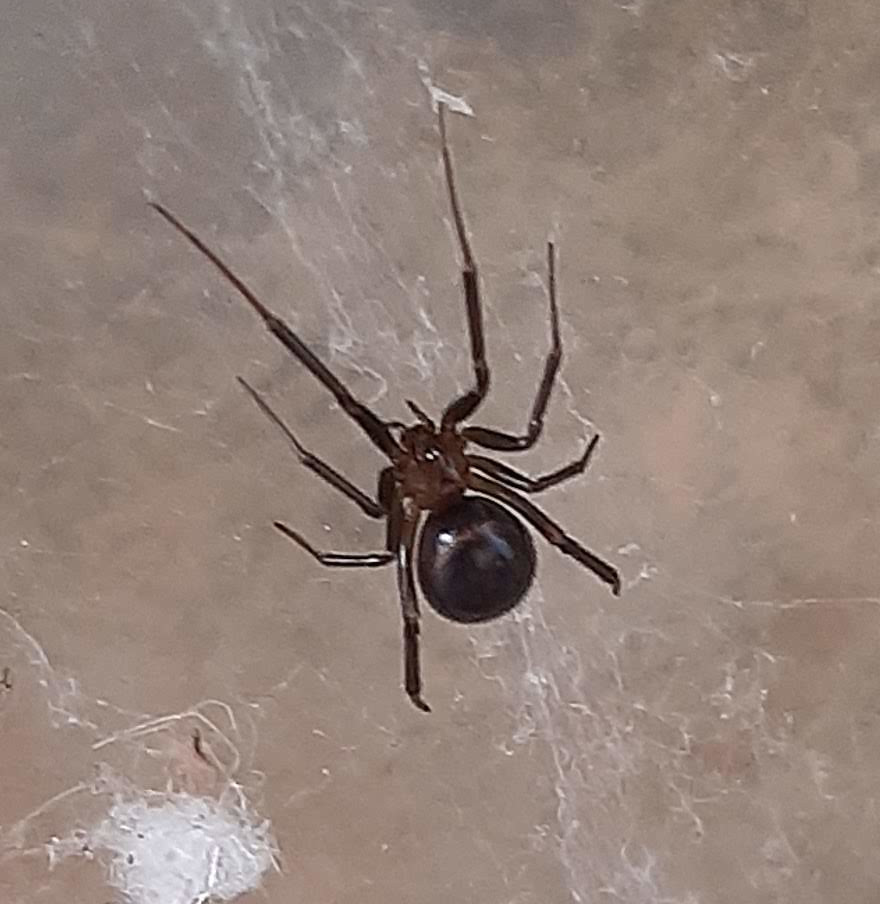Hola, <a href="/Arachno_Cosas/">Soy aracnólogo, pregúntame lo que quieras</a>! Este ejemplar que encontré en casa (bajo una caja en un patio, al exterior), ¿será venenosa? Gracias!! :)
