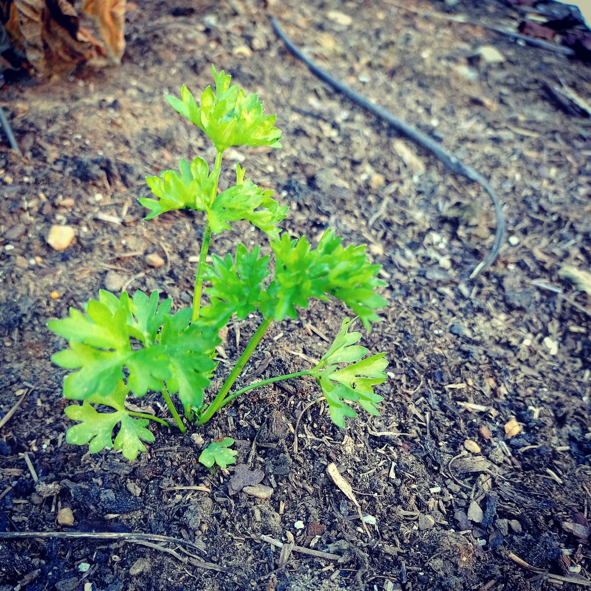 JackieLammon's tweet photo. Baby celery is still going strong.I planted these as an experiment.Frost and cold haven't wilted these yet. A little slow, but they are growing. #permaculture #celery #zone7b #zone7 #wintergarden #gardening #sustainableliving #regenerativeagriculture #notillgardening #homestead https://t.co/HrA9KkRwYC