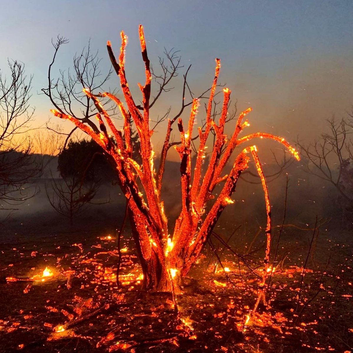 CedarHillStatePark (@cedarhillsp) on Twitter photo Did you know there are different park rangers? Examples of that are maintenance & interpretive rangers. Some take on the additional duty of becoming wildland ๐ฉ๐ฝโ๐๐จ๐ผโ๐ & assist on duties like the prescribed burn that took place this past week at our park. IG photo ๐ธ: @parkrangerlife Did you know there are different park rangers? Examples of that are maintenance & interpretive rangers. Some take on the additional duty of becoming wildland ๐ฉ๐ฝโ๐๐จ๐ผโ๐ & assist on duties like the prescribed burn that took place this past week at our park. IG photo ๐ธ: @parkrangerlife
