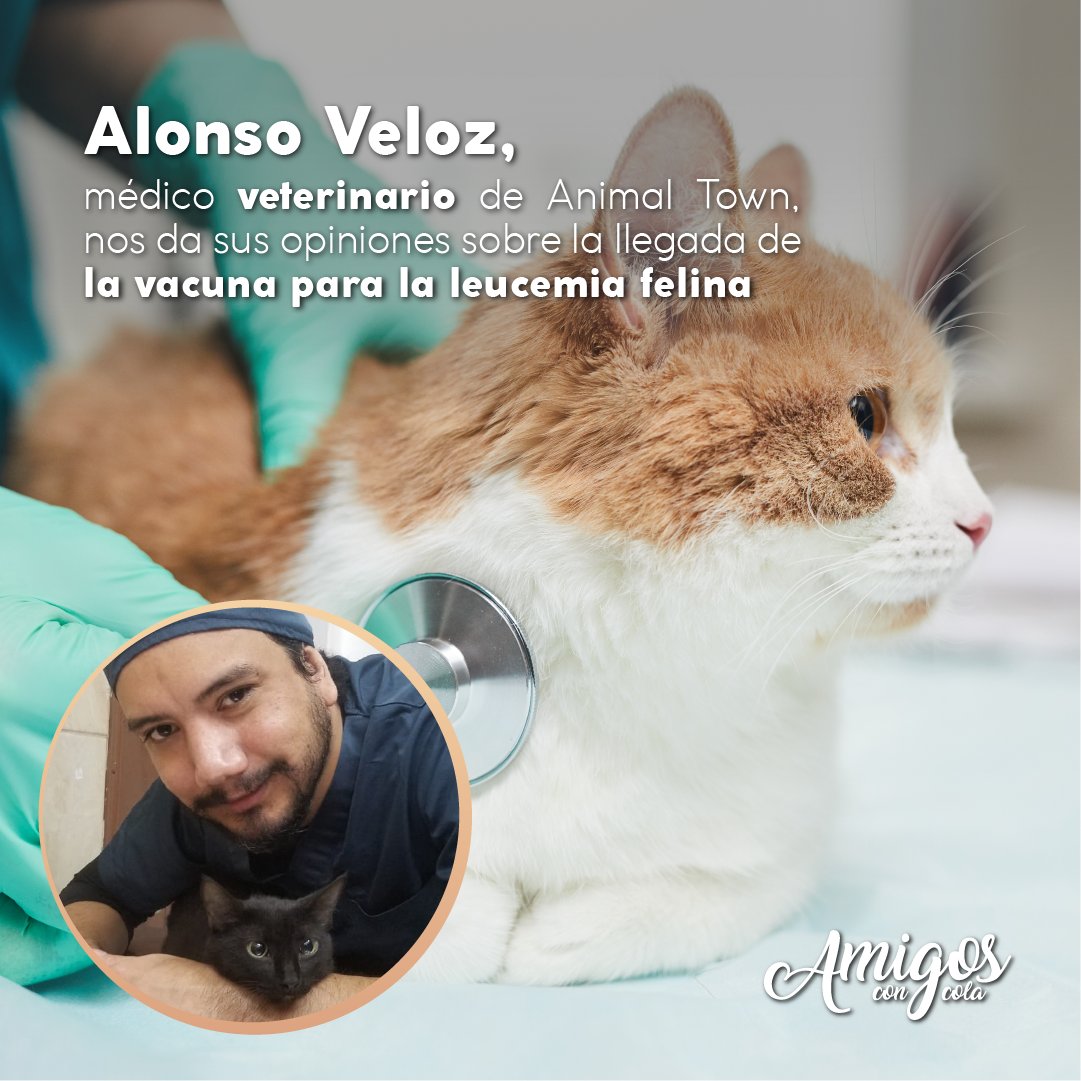 AmigosconCola's tweet photo. El doctor Alonso Veloz nos indica en una entrevista que la llegada de la vacuna para la Leucemia Felina "es un bendición". Revisa la entrevista completa en la edición 42 de  nuestra revista. De venta en #Supermaxis
#amigosconcola #amolosgatos https://t.co/Un5NhcWRdP