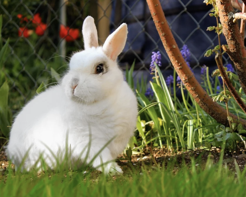 Daily_Bunnies's tweet photo. https://t.co/l1KTCyAqMF