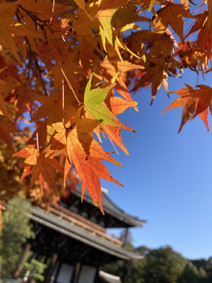 Papigiulio's tweet photo. Tofukuji temple, Kyoto https://t.co/RmzJTwAh93