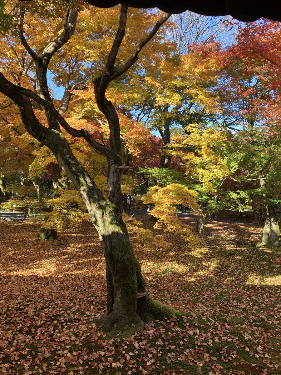 Papigiulio's tweet photo. Tofukuji temple, Kyoto https://t.co/RmzJTwAh93