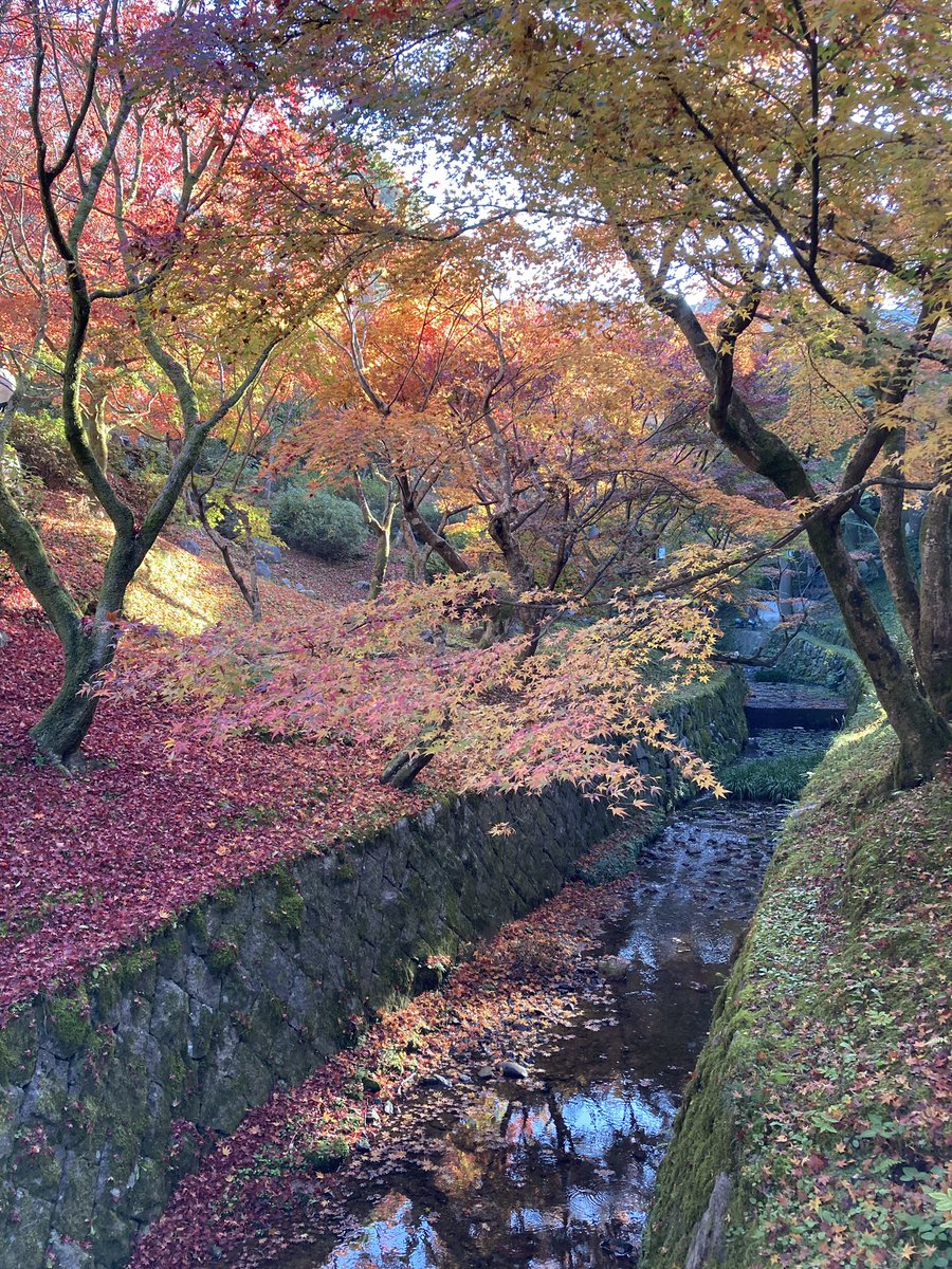 Papigiulio's tweet photo. Tofukuji temple, Kyoto https://t.co/RmzJTwAh93