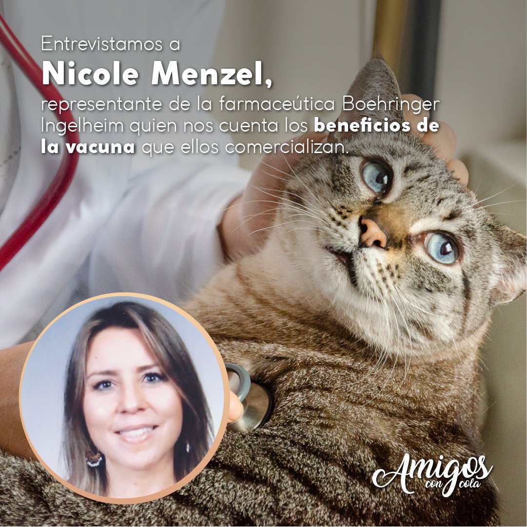 AmigosconCola's tweet photo. Para el artículo de la Leucemia Felina, entrevistamos a la Dra Nicole Menzel, de #BoehringerIngelheim quien nos habló de los beneficios y características de la vacuna que comercializan. No te quedes sin leer este artículo en la edición 42 de #AmigosconCola https://t.co/LZzQ7dWgXc