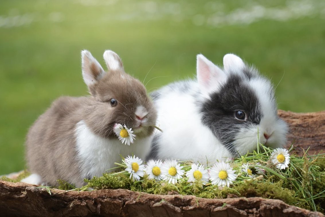 Daily_Bunnies's tweet photo. https://t.co/icVPV6nruH