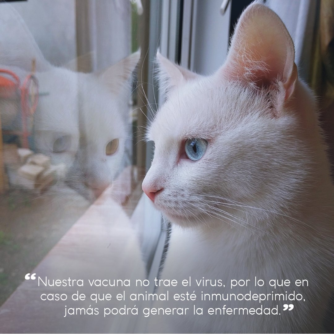 AmigosconCola's tweet photo. Para el artículo de la Leucemia Felina, entrevistamos a la Dra Nicole Menzel, de #BoehringerIngelheim quien nos habló de los beneficios y características de la vacuna que comercializan. No te quedes sin leer este artículo en la edición 42 de #AmigosconCola https://t.co/LZzQ7dWgXc