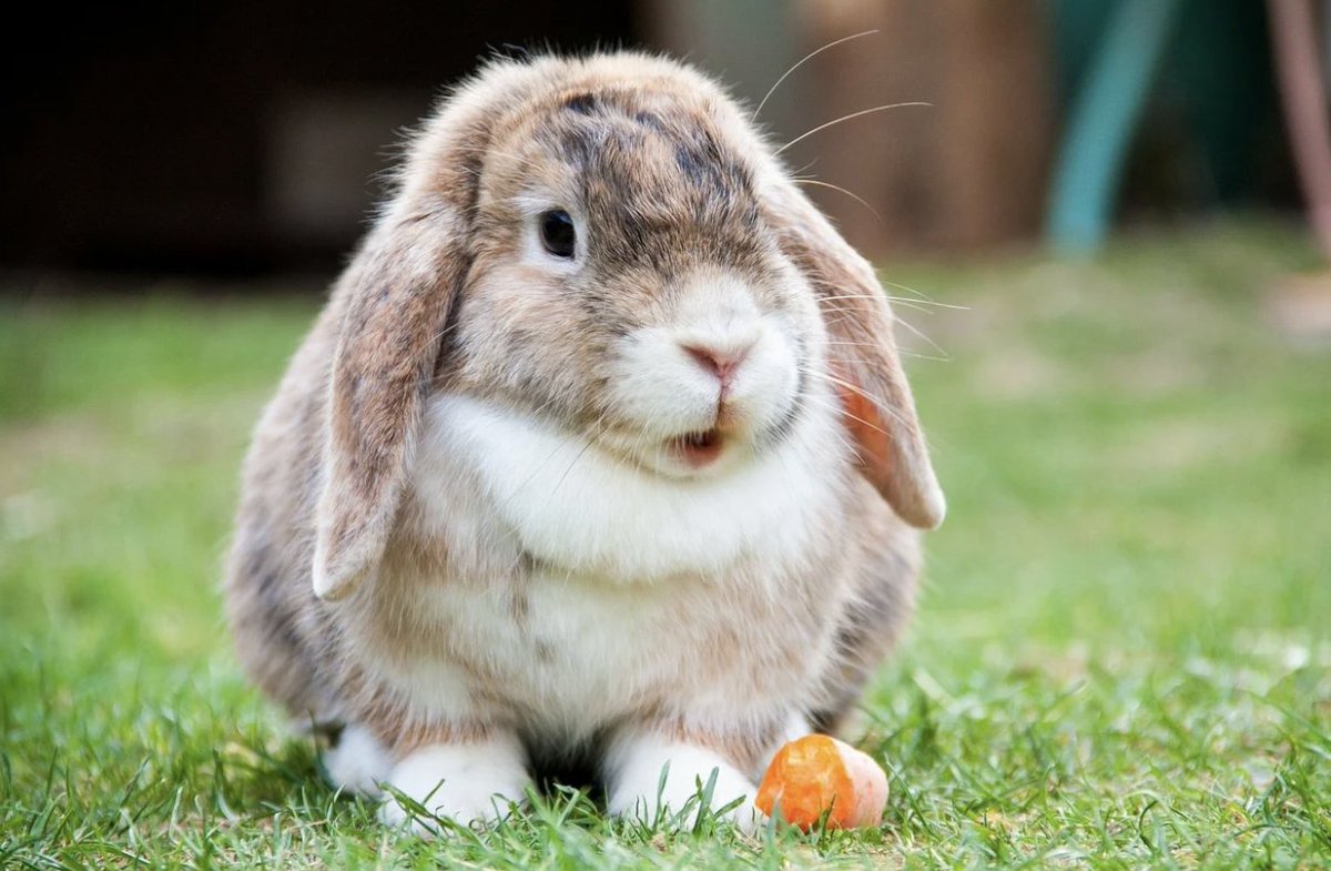 Daily_Bunnies's tweet photo. https://t.co/Rkv0zkKvtU