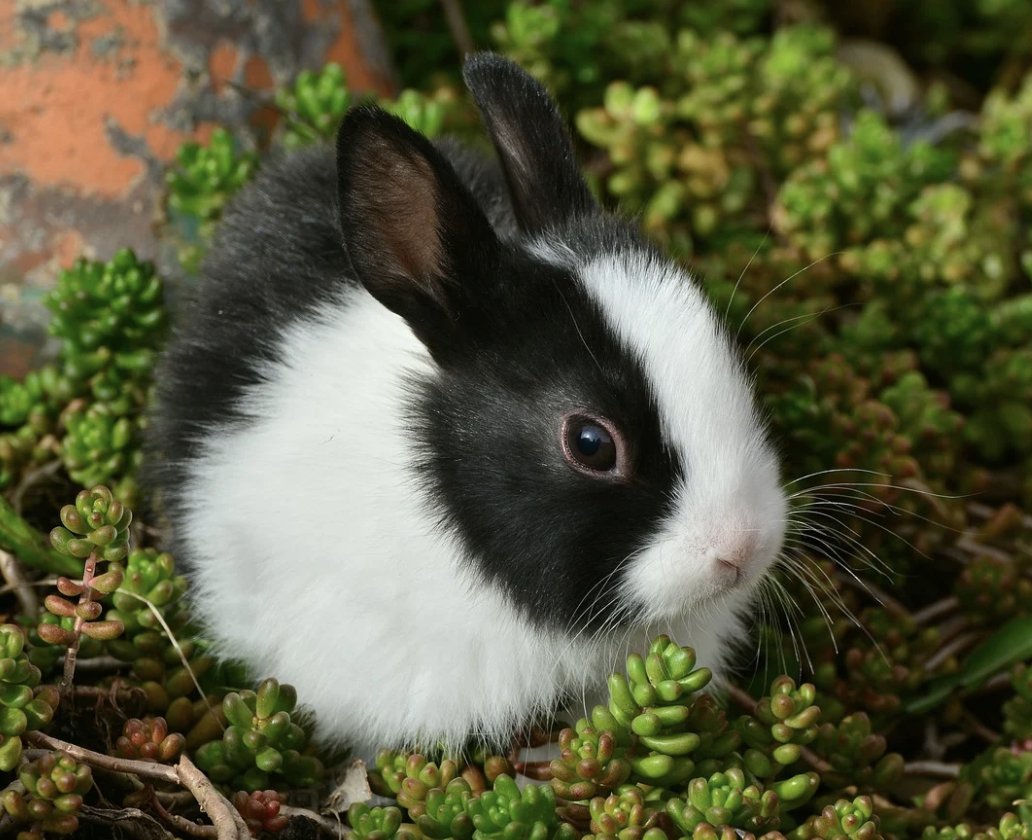 Daily_Bunnies's tweet photo. https://t.co/jMPjjQSlPg