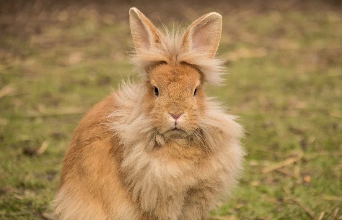 Daily_Bunnies's tweet photo. https://t.co/jDAcHM92WJ