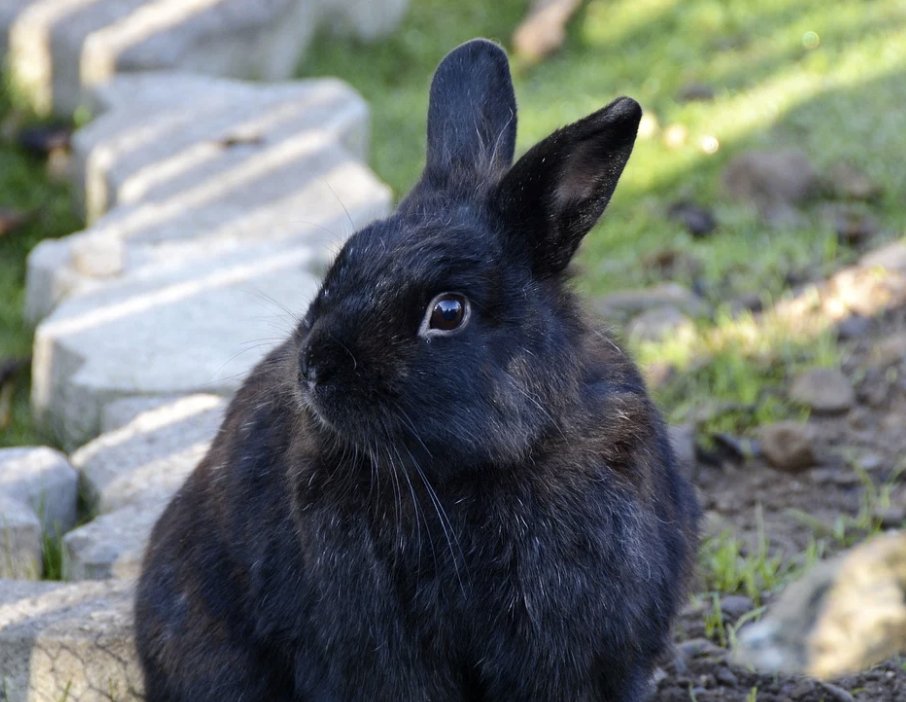 Daily_Bunnies's tweet photo. https://t.co/Z8c7x4o2XU