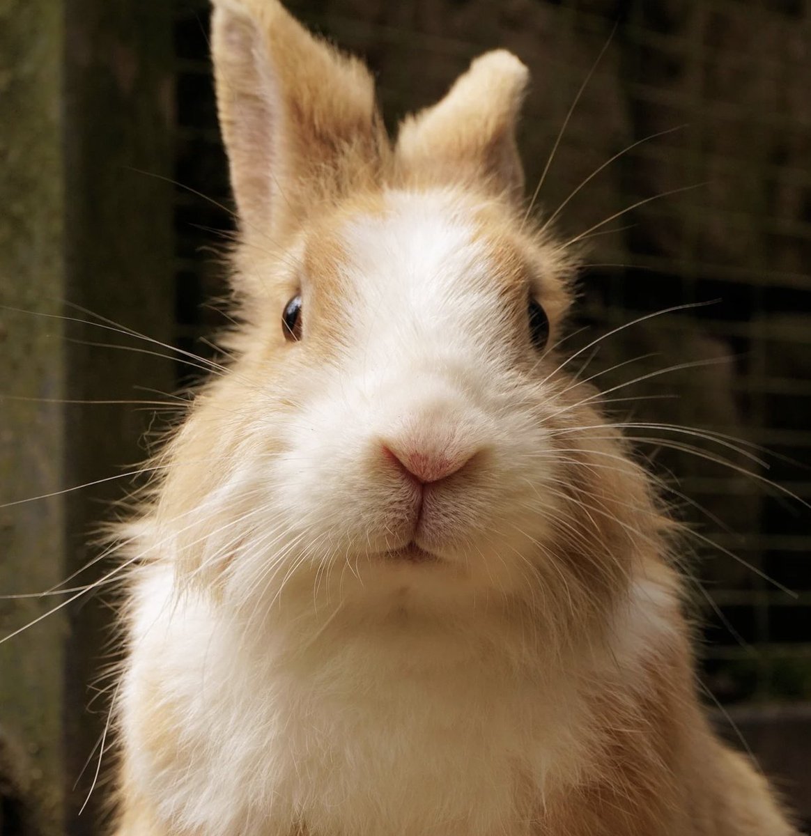 Daily_Bunnies's tweet photo. https://t.co/oYMfls1DnR