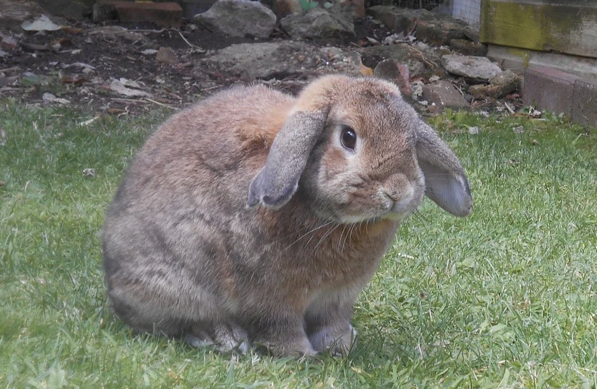 Daily_Bunnies's tweet photo. merry bunmas https://t.co/y9nafg34Hs