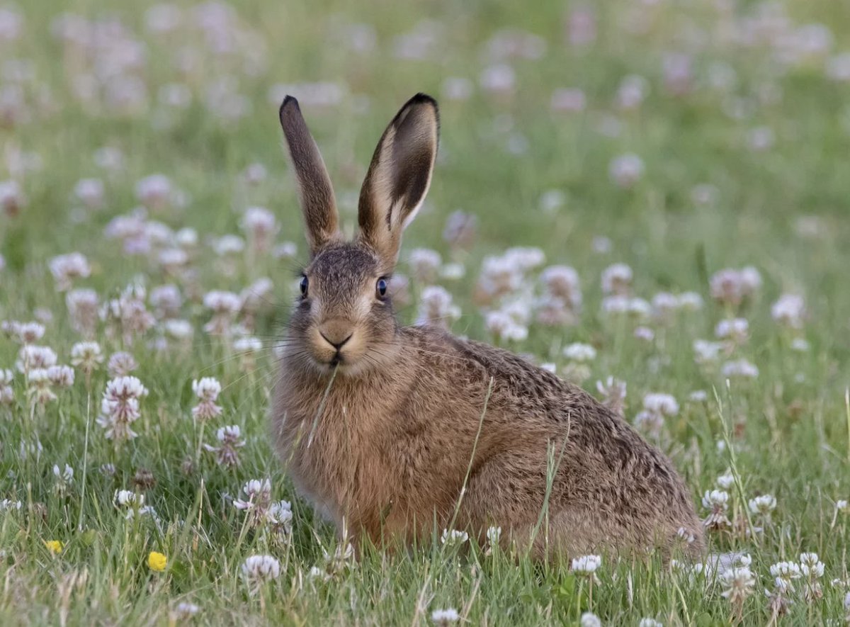 Daily_Bunnies's tweet photo. https://t.co/GJDtP7JX28
