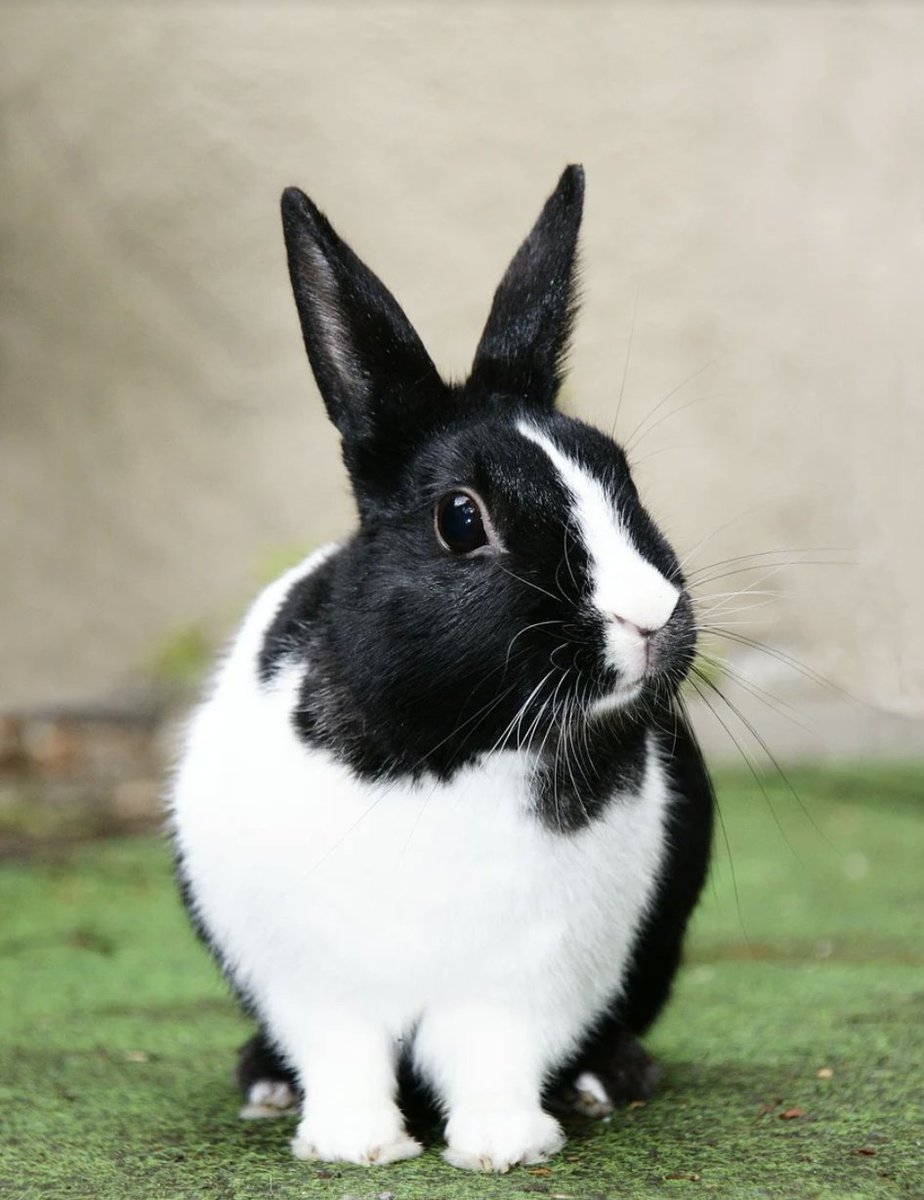 Daily_Bunnies's tweet photo. https://t.co/iPMzsvpdib