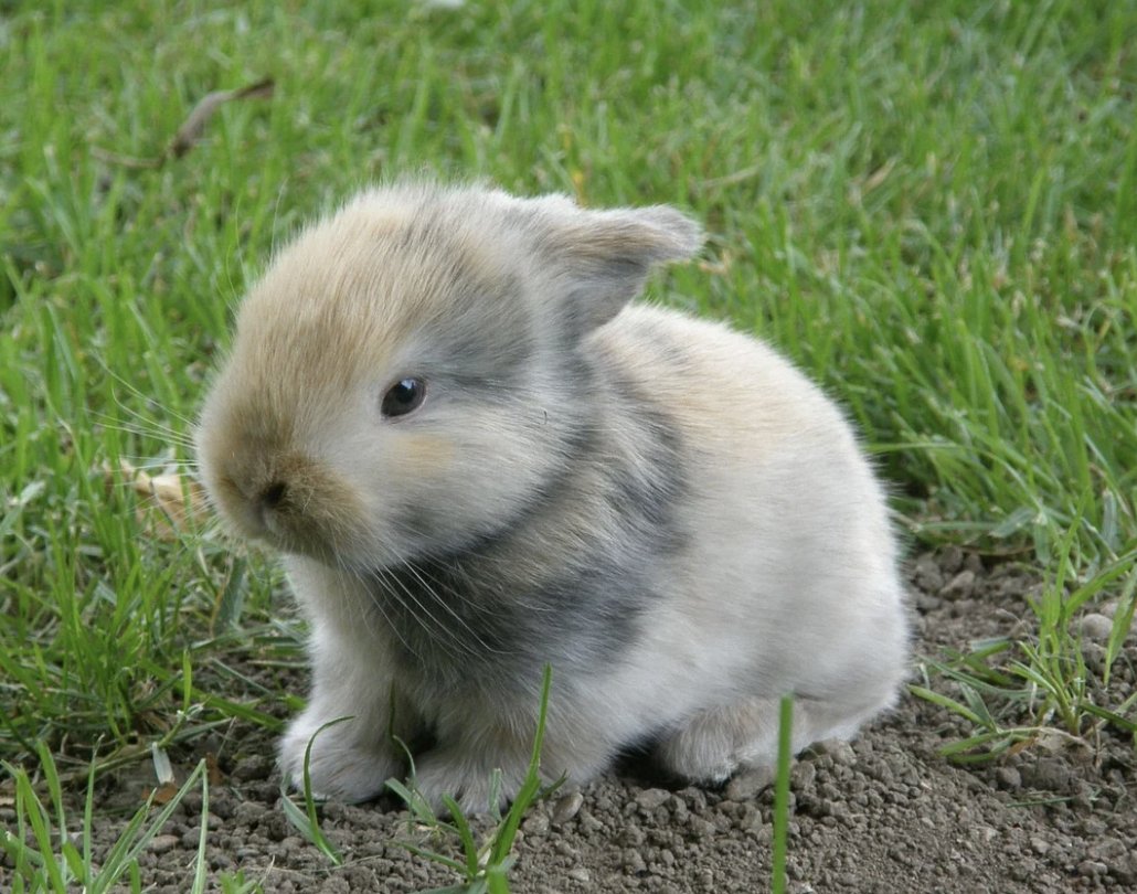 Daily_Bunnies's tweet photo. https://t.co/c6wsK4tzj9