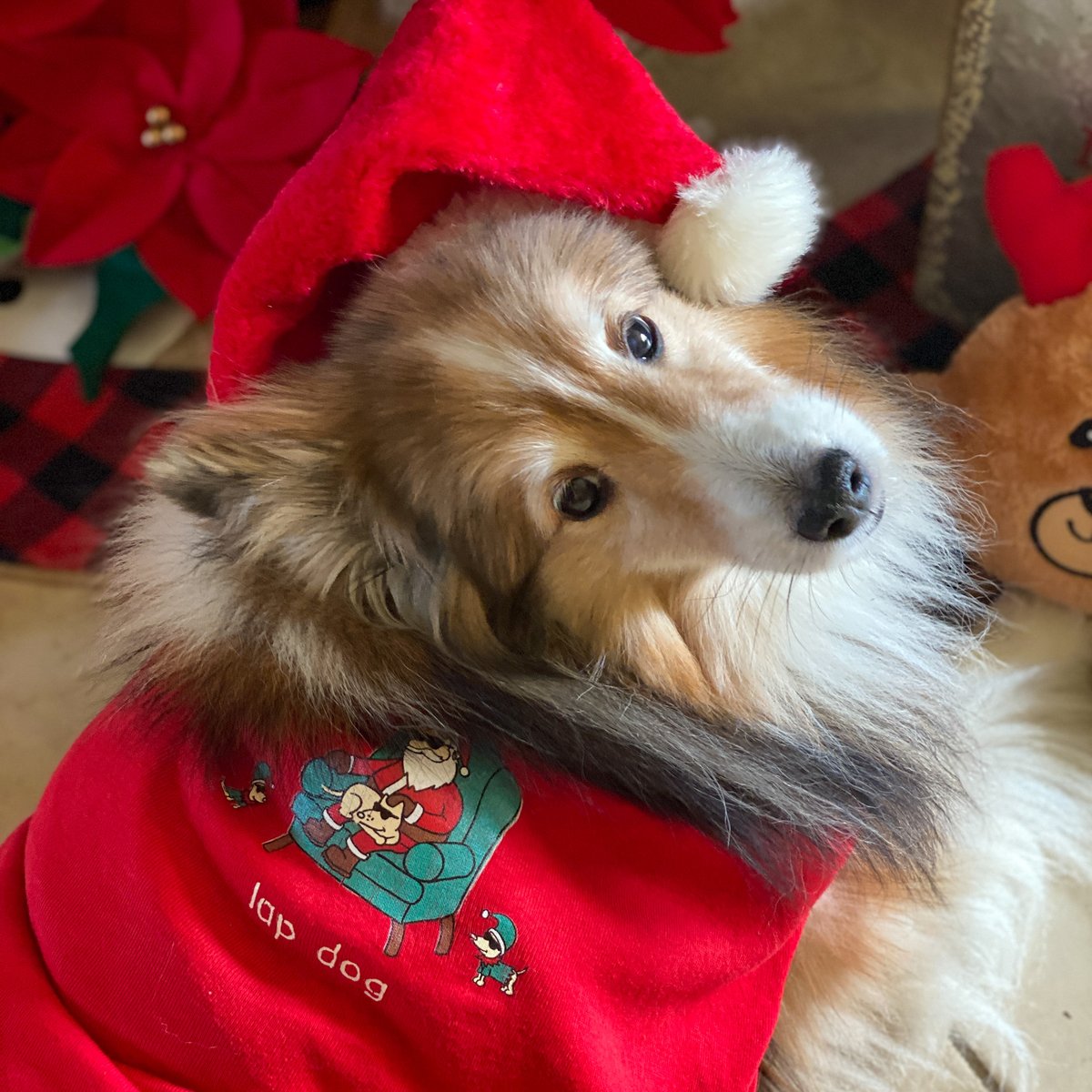 TailsDiary tweet media