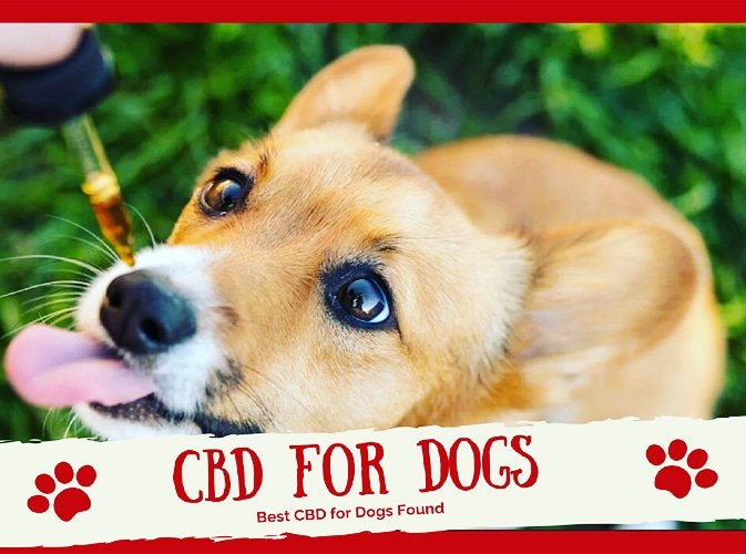 CBD for Dogs – What is the best CBD oil for dogs?

cbdoil-results.com/cbd-for-dogs/

#cbd #cbdfordogs #cbddog #dogscbd #cbdoil #cbdoilfordogs #dogarthritis #doganxiety #dogcbdworks