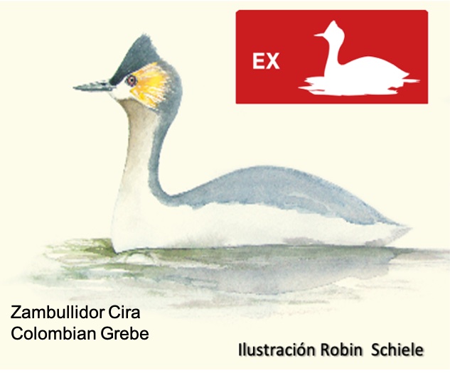 ...vivió en el altiplano cundiboyacense y se extinguió por la degradación de humedales, introducción de trucha y cacería. Los zambullidores están en la Tierra desde hace 25 millones de años. ¡Y los humanos han extinguido varias especies en apenas décadas!  #ElDesparche