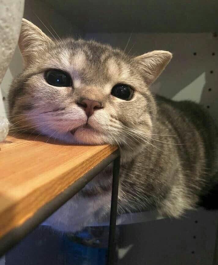 Why you should have a cat (@shouldhavecat) on Twitter photo 