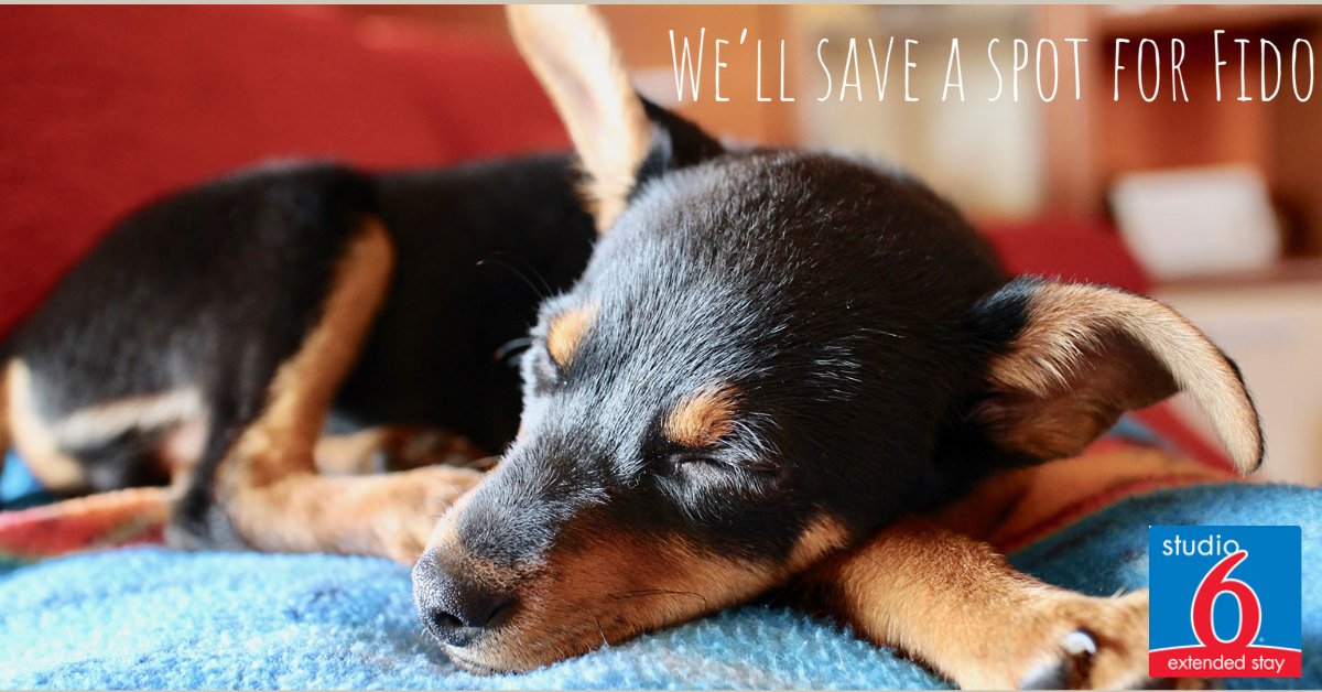 Studio6Lackland's tweet photo. Our hotel is Pet Friendly! So bring your best friend along for the ride and save on our nightly and weekly rates at Studio 6 Lackland!
#PetFriendly #Studio6 #SanAntonioHotels #Motel6 #Travel #MustLoveDogs https://t.co/3x4dPaUkZS