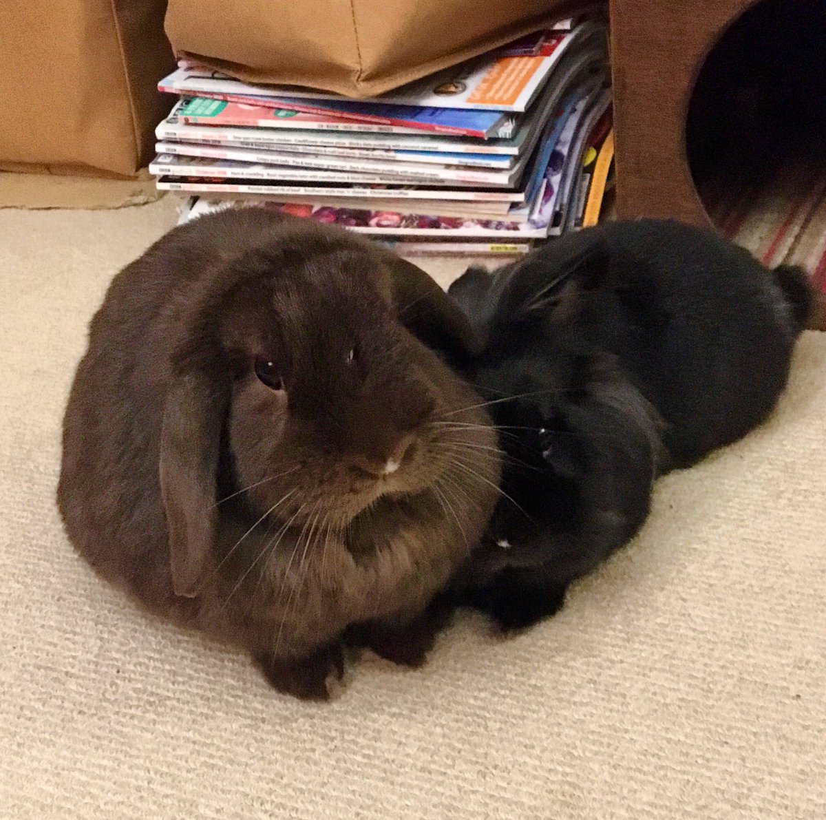 e3babbits's tweet photo. As you can see, Rolo and Noella are still very much together. https://t.co/0woj3vyzQU