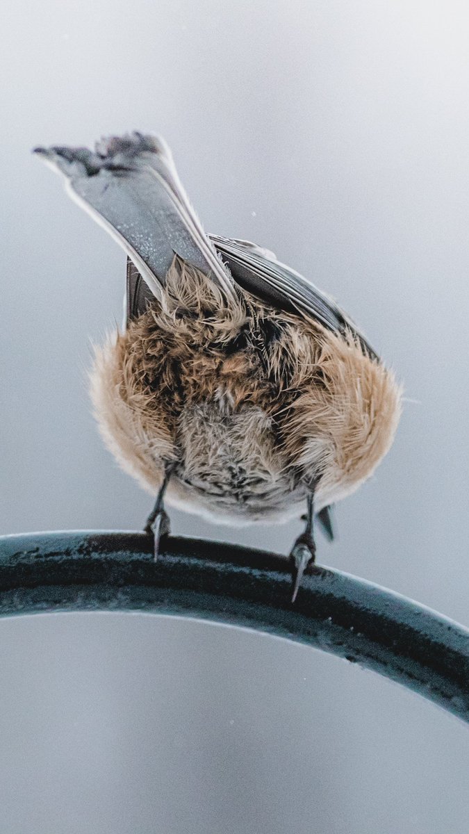 ryan8264's tweet photo. Guess what? Chickadee butt. 🐦 #birding #birdphotography #birdwatching https://t.co/DV8jdKaivk