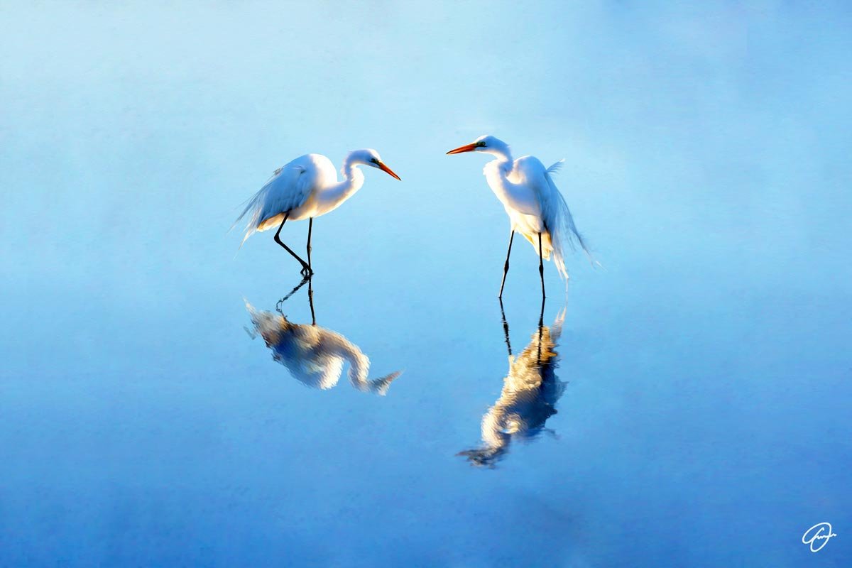 FABIO DAL BONI’s art, a mix between new pop art and fine art photography, is the result of his continuous quest to find those supernatural colors that he perceives when looking at the world.