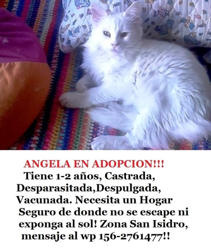 vivas_maris's tweet photo. COPIO
ADOPCIÓN RESPONSABLEMENTE
ESTA OPTIMA PARA DAR DULZURA A UNA FAMILIA Y HACERLOS FELIZ
DALE RT RT RT RT
#ADOPTALA .!! https://t.co/vYy3CpbnFN